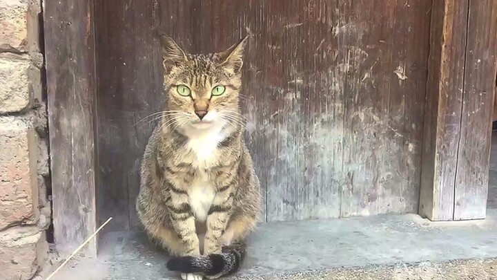 Oops, I accidentally disturbed a cat that was in the middle of its修炼.