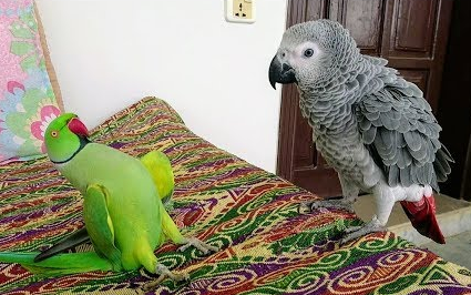 [Parrot] When the social butterfly meets the social phobe
