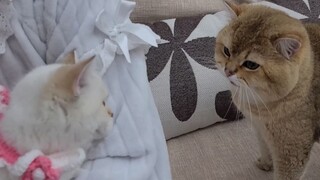 Cat father: It, should, probably, maybe, is? My child?