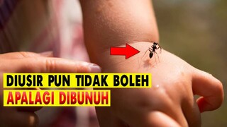 AWAS.! JANGAN DIUSIR, APALAGI DIBUNUH..!! INILAH 10 HEWAN YANG DISUKAI MALAIKAT.