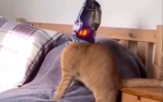 Seperti yang kita ketahui bersama, kucing merupakan hewan yang sangat fleksibel