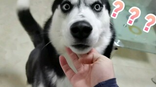 Bất Ngờ Tát Chó Husky, Xem Cu Cậu Phản Ứng Thế Nào?