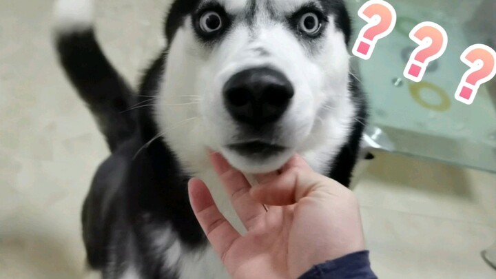 How will a Husky React to an Unprovoked Slap?
