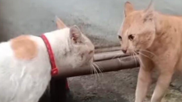 Kucing ini setelah berkelahi malah ...😨