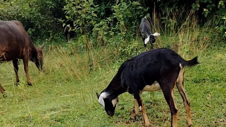 Hamare gaw ke deshi bakriya