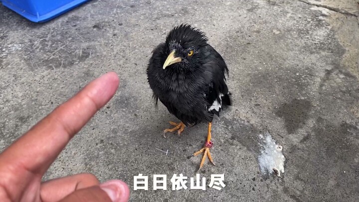 Seekor burung yang bisa bicara terbang ke pintu, lalu bertanya siapa aku.