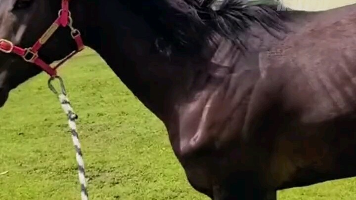 A 280,000-yuan racehorse was found a week later. Owner: It had been mingling with other horses and l