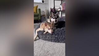 All doggies got treats after this video