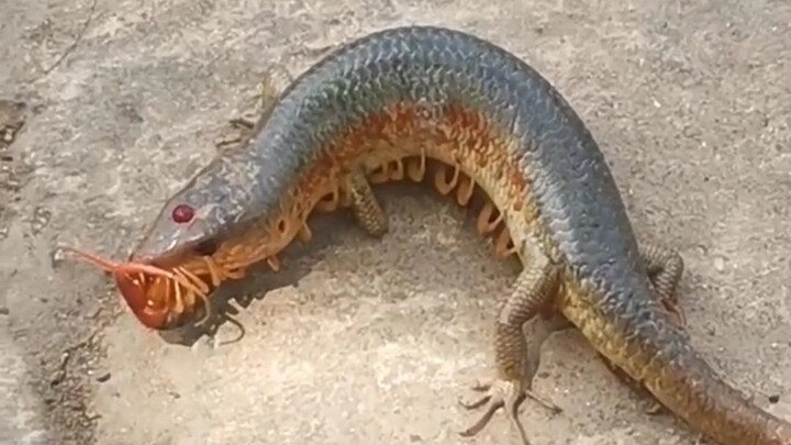 "Chuỗi thức ăn", về thắng thua, chúng ta luôn bất lực.