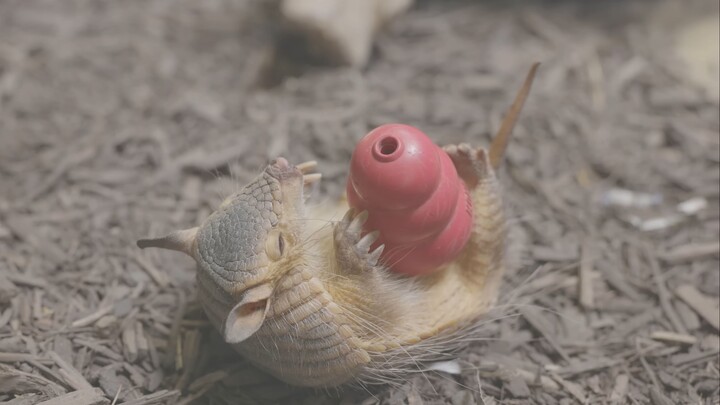 Armadillo kecil akhirnya bisa bermain dengan mainan kesayangannya