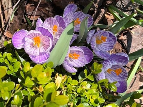 Early Signs of Spring