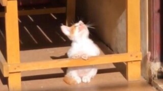 “Kucing ini sangat lucu!”