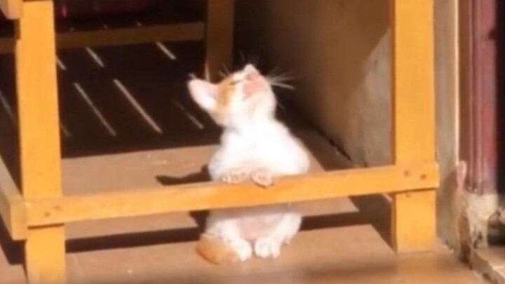 “แมวตัวนี้มันน่ารักจัง!”