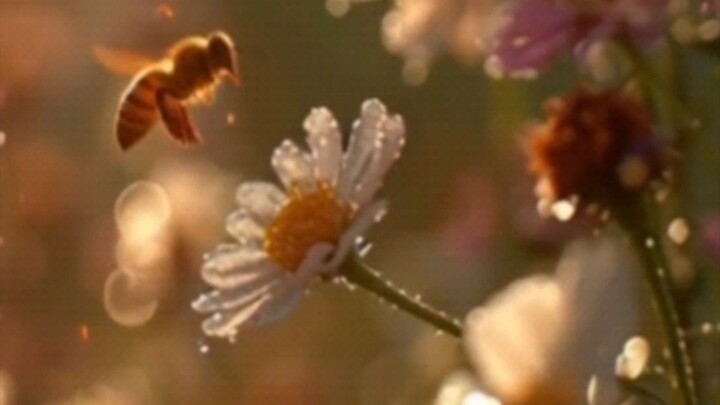 Bumblebee