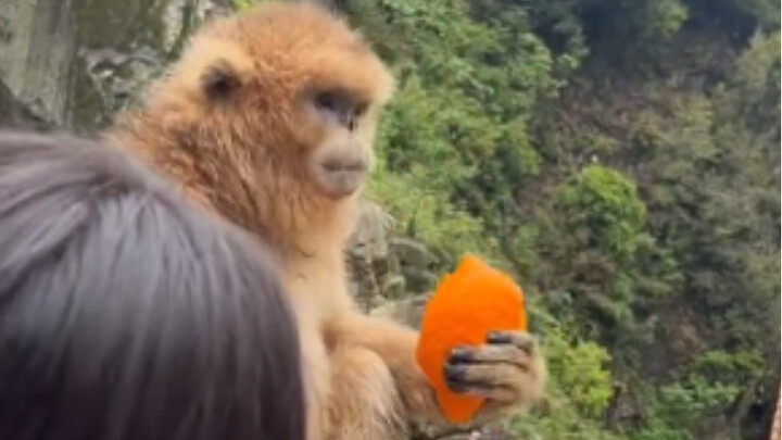 金丝猴：皮才是美味！