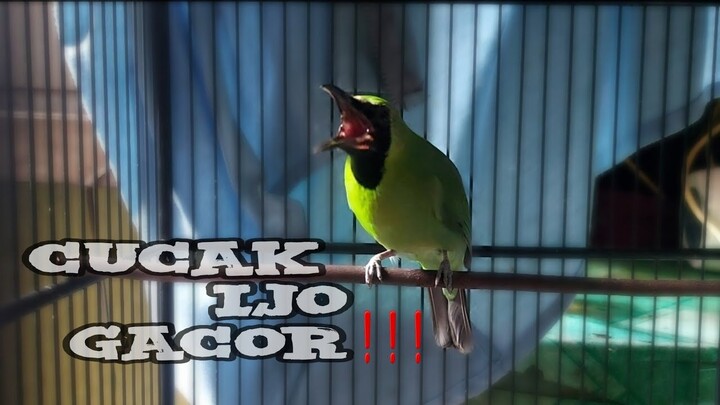 cucak ijo gacor ❗mencari lawan❗