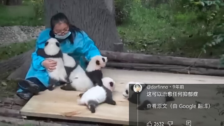 Foreign netizens are buzzing about Chinese panda cubs vying for attention in a drama-worthy rivalry,