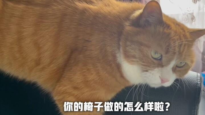 The old chair was scratched beyond recognition by the cat; after replacing it with a new one, more t