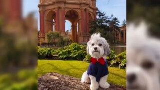 Apakah anjing kecilmu sadar bahwa dirinya adalah seekor anjing? Sampai akhirnya benar-benar menangis