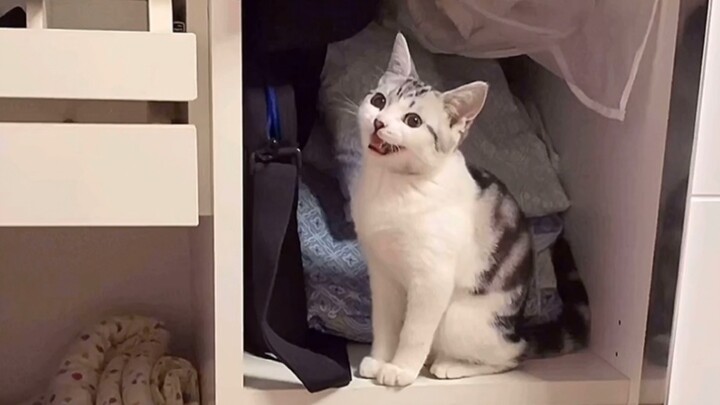 How cute can a kitten's meow be?! And it even imitates my speech!