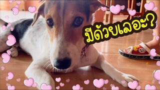 โลกของแสนดี ตอน ซาลาเปาฟักทอง