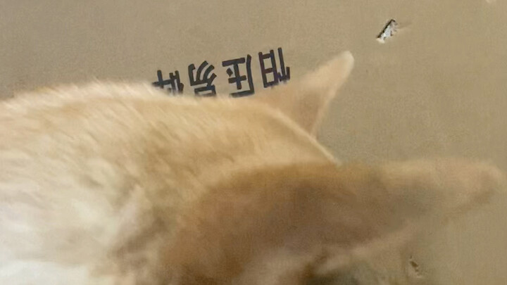 Kelanjutan dari Rolex