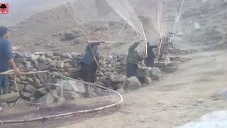 阿富汗的麻雀泛滥，农民苦不堪言，用最原始的网兜一次捉几十只