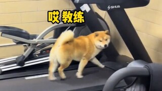 【Dubbing hewan】 Kalau aku ketahuan ngemil lagi selama masa diet, aku rela jadi anjing!