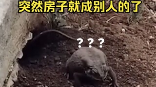 蛤蟆在家好好的，突然就被扔出来了！