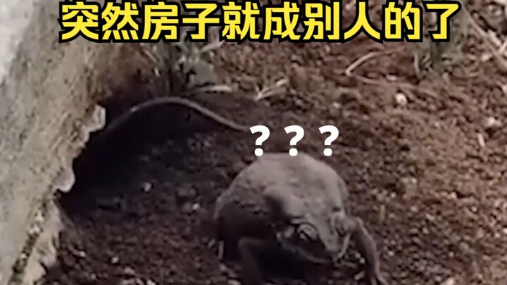 蛤蟆在家好好的，突然就被扔出来了！