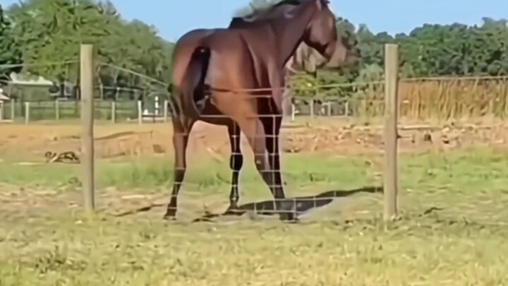 Các động vật nhỏ đều là ikun