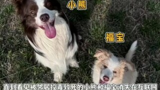 Is a competition-grade border collie worth only 700 after it dies?