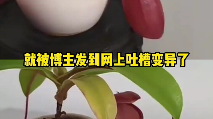 Pitcher Plant: If you don’t love me, then fine—don’t love me. And now you even slander me, claiming 