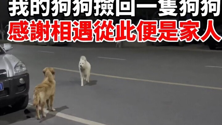 Our dog brought home another pup while out for a walk—more than a pet, they’re family. Thank you for