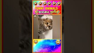 🤣হাস্যকর প্রাণীদের হাস্যকর ভিডিও🤣| Funny animals bangla #funny #shorts