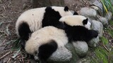 [Animals]Happy daily life of panda He Hua