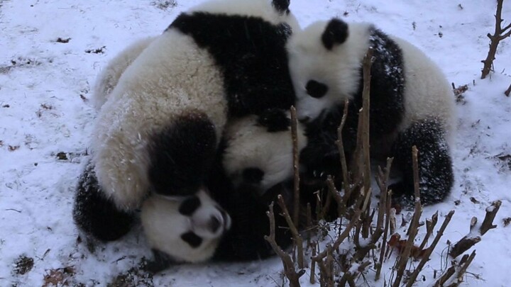 Binatang|Perkelahian Anak Panda Raksasa