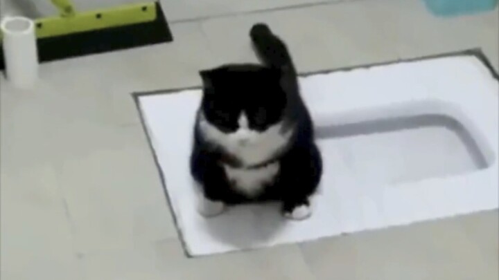 How strong are cats' imitation abilities?