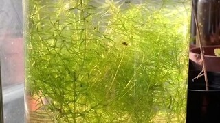 一个运转了3年的生态瓶