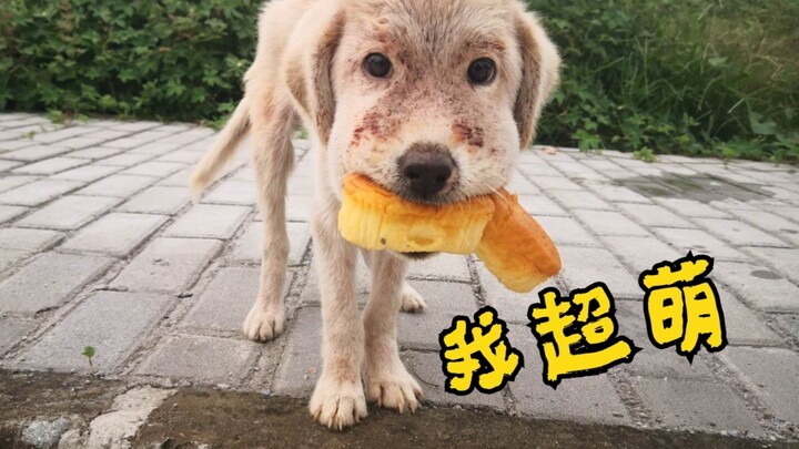 【เหล่าเฟิงหยาง】หมาจรจัดน่ารักจนแทบไม่น่าเชื่อ
