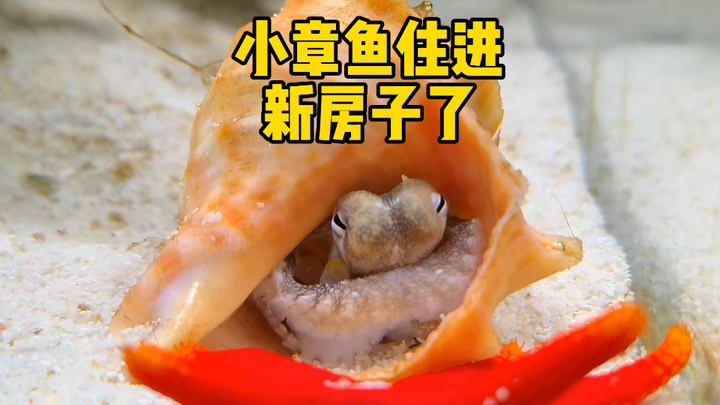 The coconut octopus has moved into its new home.