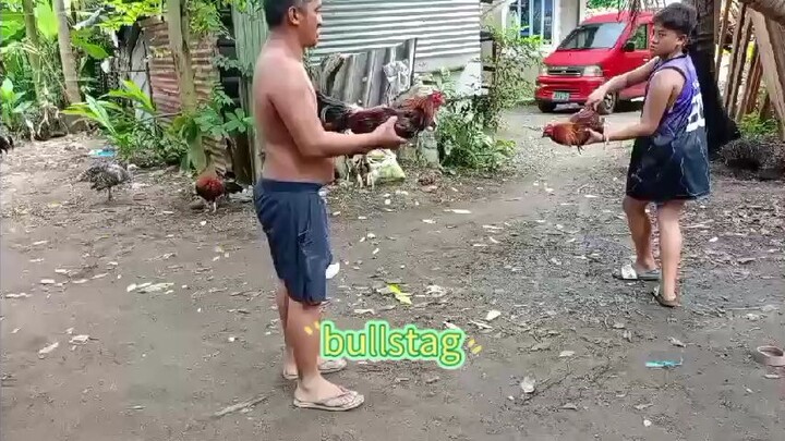 black bogan bullstag