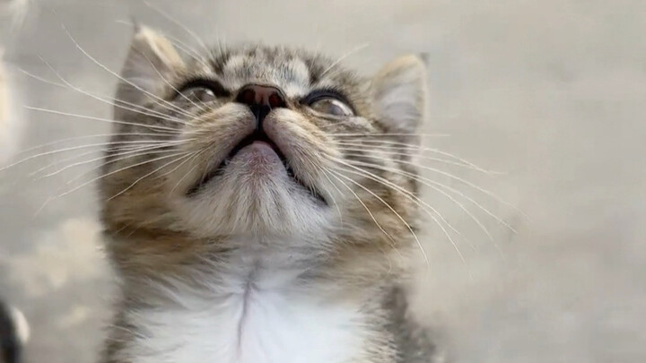 Anak kucing imut nan menggemaskan di rumah nenek