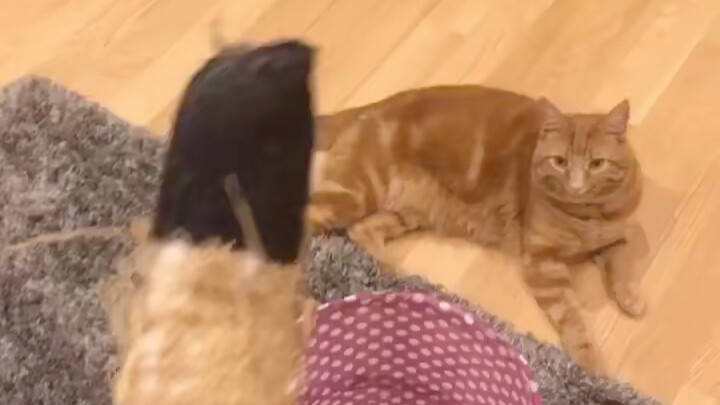 Ternyata kucing tidak mengecewakan, langsung menyelam ke dalam ember.