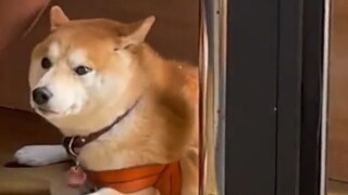Tidak ada anjing yang bisa menolak untuk menghisap.