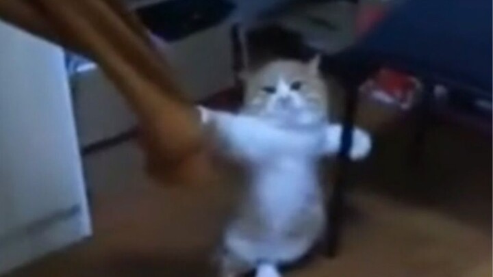 Meow: Pay back the money! Otherwise, don’t even think about leaving!