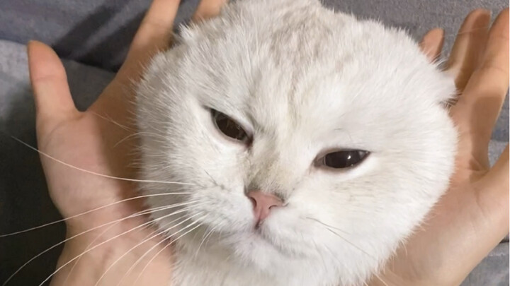 A crying cat head, a classic “fan xue” moment
