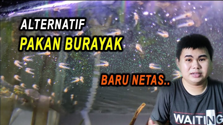 Alternatif Pakan buat Burayak Ikan Baru Netas