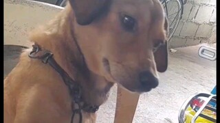 dogĝie wants attention 🥰🥰
