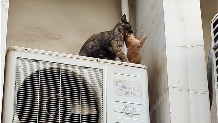 I heard cats can’t get hurt even if they fall from this height?
